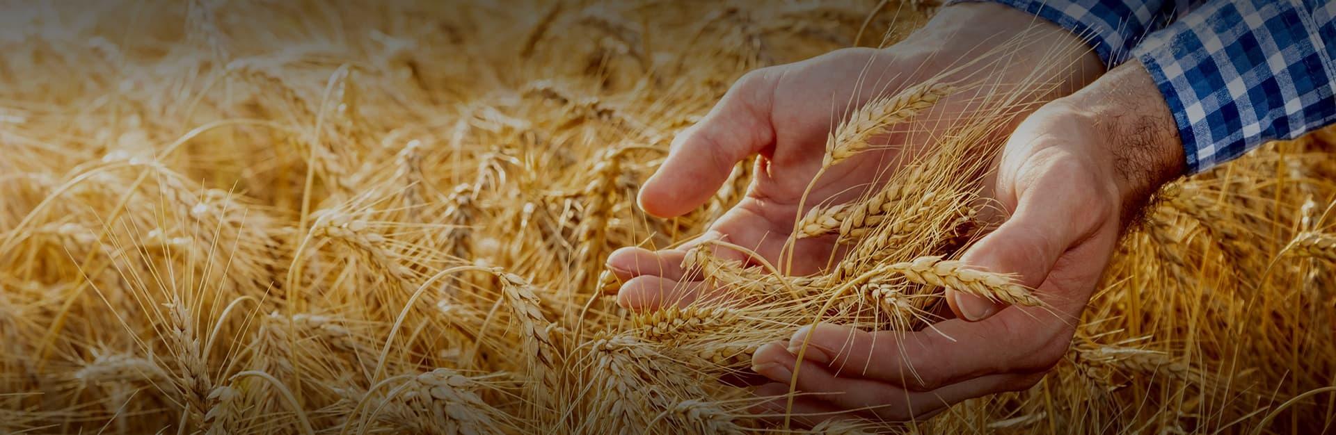 Uma empresa da terra, há 50 anos!