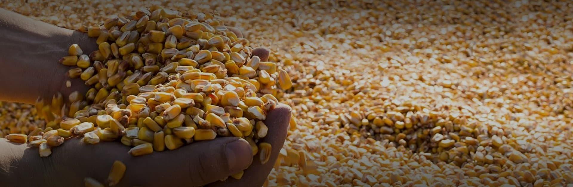 Uma empresa da terra, há 50 anos!