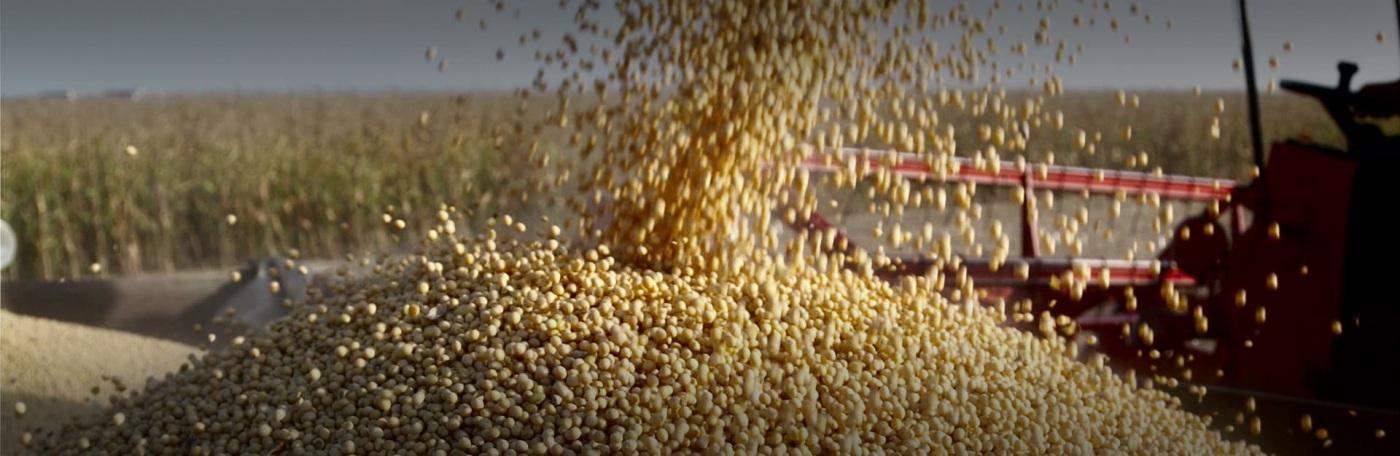 Uma empresa da terra, há 50 anos!