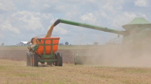 Como ficaram os preços da soja em dia do relatório do USDA?
