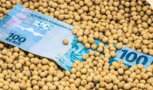 Preços da soja sobem em parte do país; saiba onde
