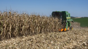 Chicago: Soja tem ajustes e recua nesta 6ª, após últimas altas