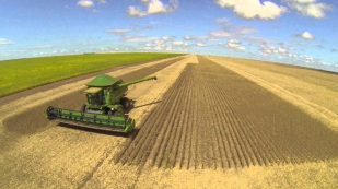 Soja: Preços ainda caminham de lado na Bolsa de Chicago nesta 4ª feira