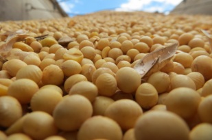 Movimento no mercado agrícola internacional entre China e EUA atinge a