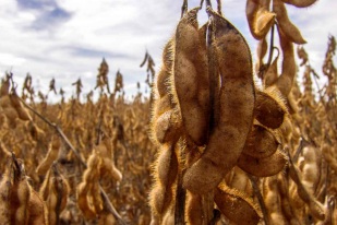 Soja tem dia de baixas em Chicago nesta 5ª feira
