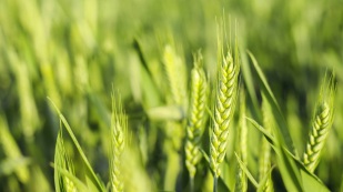 Produção de trigo recua 10,5%  e tem alta de importação