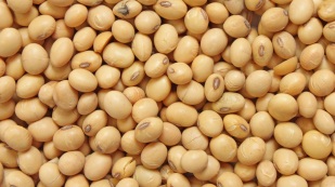 Soja de lado em Chicago hoje, na espera de novos números do USDA