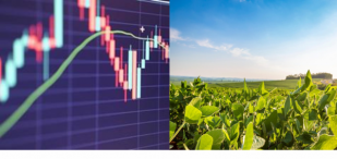 Informações e Tendência do Mercado da soja hoje 10-06-2024