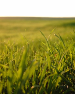 Plantio da safra de trigo sofre com o clima úmido