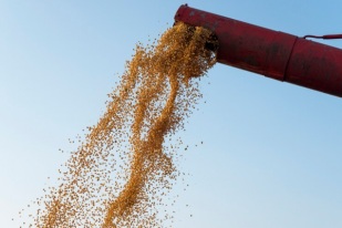 Soja: Atraso na colheita e produto úmido dificultam logística.