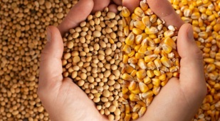 Plantio de Soja na Safra 2025/26 do Brasil Chega a 61% da Área