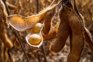 Guerra tarifária impulsiona soja e mercado dispara