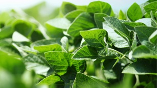 Fertilizantes funcionais combatem principal fator de perdas no campo