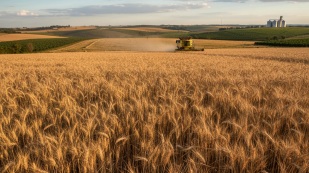 Trigo chega a 18% da colheita, geadas e chuvas preocupam no RS e SP