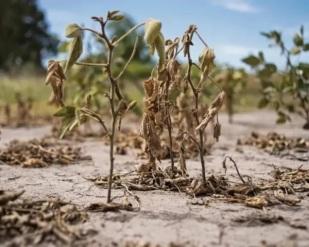 Seca se agravando e mais alta carga tributária inviabilizam produtor r