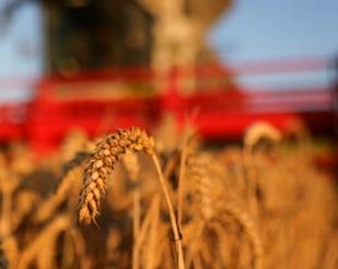 Cenário de Produção para o Trigo no RS