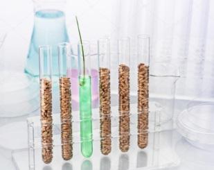 TRIGO E FARINHA GENETICAMENTE MODIFICADO