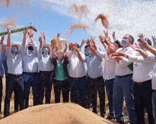 Otimismo marca abertura oficial da colheita do trigo no RS 