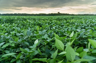 La Niña em novembro deve beneficiar plantio antecipado de soja