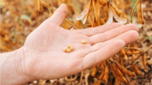 Soja fecha o dia com altas em Chicago acompanhando avanço do óleo