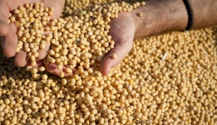 Soja abre a quinta-feira com valorizações em Chicago