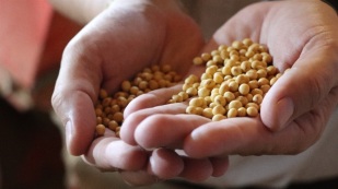 2ª feira: Soja cai em Chicago, mas começa semana caminhando de lado