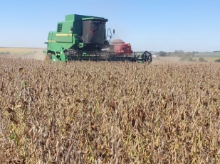 Rio Grande do Sul atinge bons índices de produção de soja, mas cenário
