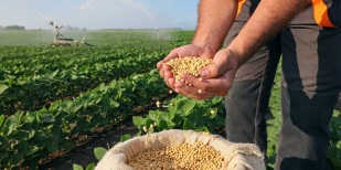 Soja sobe em Chicago, com suporte de fundamentos e cenário externo.