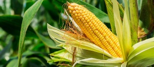USDA: milho supera estoques esperados; soja fica abaixo