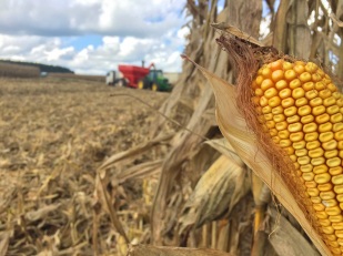 Milho recua 0,8% em Chicago por desafios comerciais e de exportação